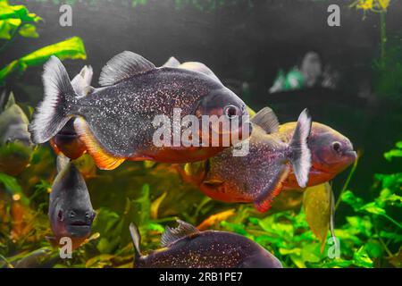Piranha, Pygocentrus nattereri swimming in aquarium pool with green seaweed. Famous fresh water fish for aquarium hobby. Aquatic organism, underwater Stock Photo