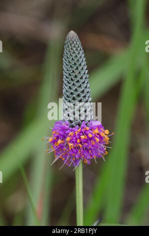 Purple Prairie Clover, Dalea purpurea Stock Photo