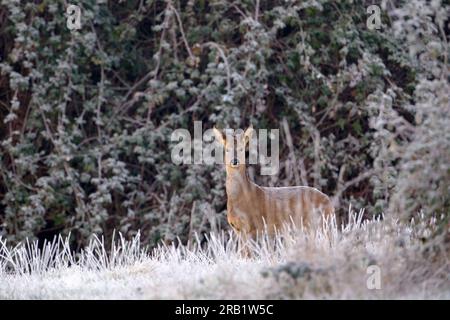 Roe Deer (Capreolus capreolus). Heavy frost, winter in Farnham Park, England. Stock Photo