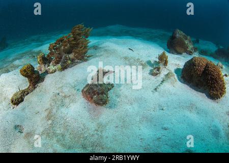 Raggy scorpionfish during dive on Raja Ampat. Scorpaenopsis venosa is laying on the sea bed. Scorpionfish is hunting. Poisonous fish look like stone o Stock Photo