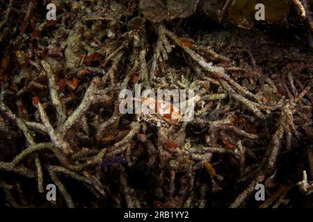 Conus geographus during dive in Raja Ampat. Geography cone on the sea bed in Indonesia. Marine life. Poisonous snail with white and brown shell. Stock Photo