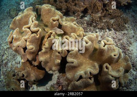Slender grouper during dive on Raja Ampat. Anyperodon leucogrammicus is laying on the sea plant. Grouper ner the sea bed.  for food. Brown fish with r Stock Photo