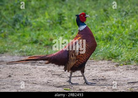 Common Pheasant (Phasianus colchicus) Stock Photo