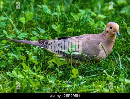 Mourning dove (Zenaida macroura) A graceful dove that lives throughout the North American continent. Eating seeds in the grass. Stock Photo