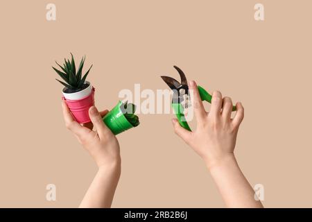 Gardener with succulents and secateurs on beige background Stock Photo
