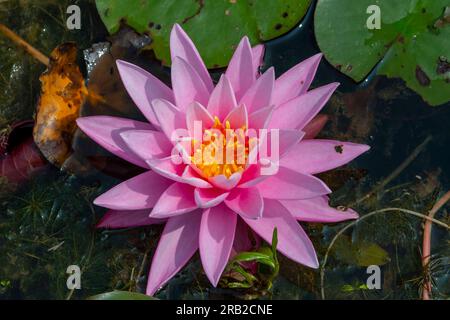 Pink Water Lily floating in the water by lily pads. Stock Photo