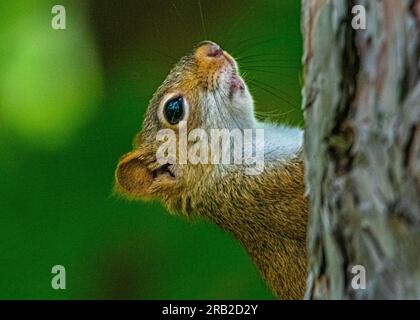 Red Squirrel. She jumped on a tree in a beautiful wild Canadian forest. She sat on a tree branch among the green leaves illuminated by the sun. Stock Photo