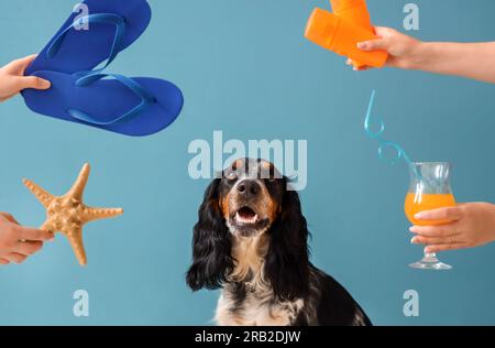 Cute cocker spaniel and hands with beach accessories on blue background Stock Photo