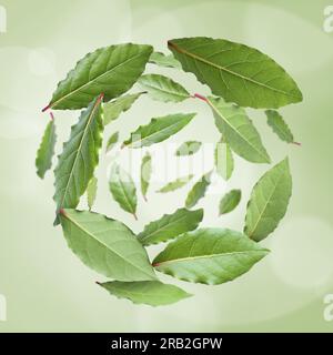 Fresh bay leaves whirling on light green background Stock Photo