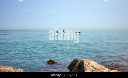Four Canada Geese fly over the calm water of Lake Ontario, with rocks in the foreground and a misty horizon in the background. Stock Photo
