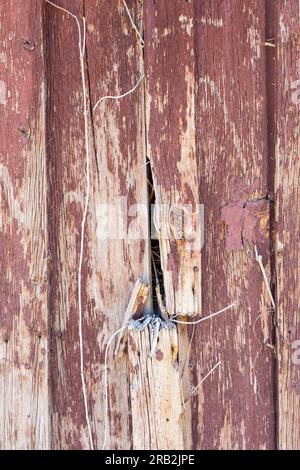 See boards on old building. Weathered, painted, unpainted, peeling can all be seen up close on aged wood shacks. See through a crack. Stock Photo