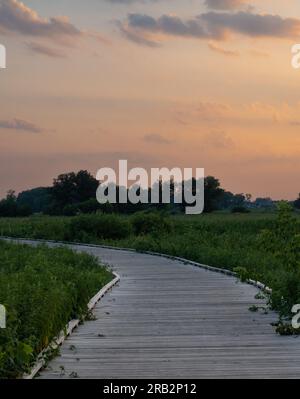 Wooden boardwalk cutting through lush green marshland in Blaine Wetland Sanctuary nature preserve. Photographed at sunset. Stock Photo