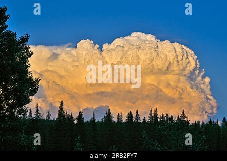 A large puffy white thunder cloud in evening light over rural Alberta Canada. Stock Photo