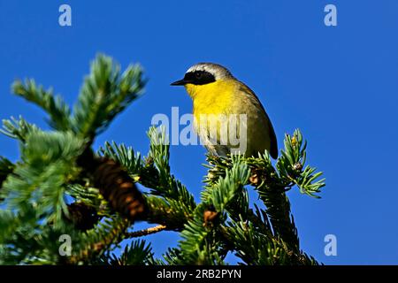 A Common Yellow-throat Warbler'Geothlypis trichas', perched on a spruce tree branch in his woodland habitat Stock Photo