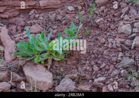Missouri Evening Primrose, Oenothera macrocarpa, fruit Stock Photo