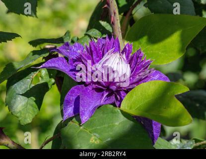 'Multi Blue' Early Large-flowered group, Klematis (Clematis hybrid) Stock Photo