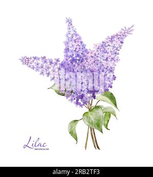 Lilac bouquet watercolor element, Botanical illustration of violet flower twigs on a white background. Suitable for your decoration design. Stock Photo