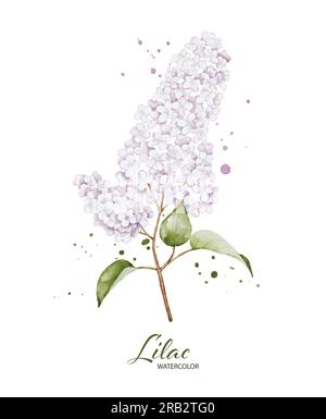 Lilac bouquet watercolor element, Botanical illustration of white flower twigs suitable for your decoration design. Stock Vector