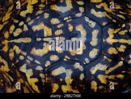 Common Turtle Shell Common Box Turtle (Terrapene carolina Stock Photo - Alamy