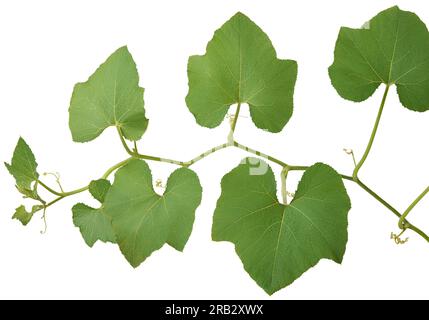 close-up of pumpkin plant vine isolated on white background, aka cucurbita pepo cultivated for its edible fruit Stock Photo