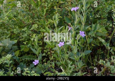 Prairie Petunia, Ruellia humilis Stock Photo