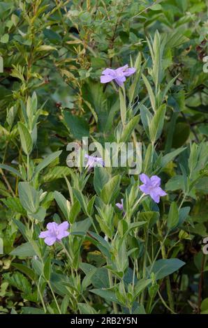 Prairie Petunia, Ruellia humilis Stock Photo
