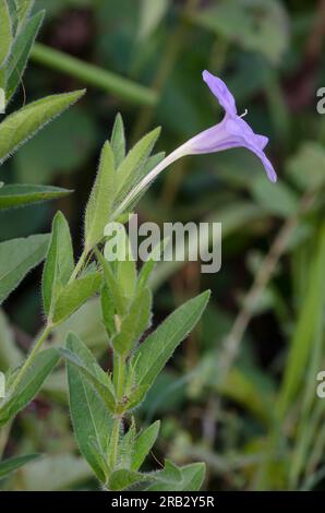 Prairie Petunia, Ruellia humilis Stock Photo