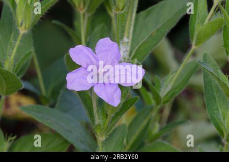 Prairie Petunia, Ruellia humilis Stock Photo