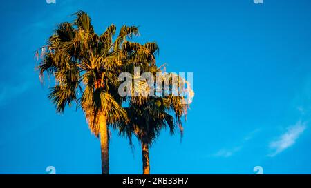 Palm trees in the afternoon against a blue sky Stock Photo