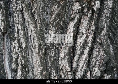Large tree bark texture for background and design Stock Photo