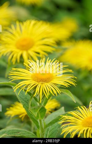 Inula hookeri, Hooker inula, perennial, light yellow flower-heads Stock Photo