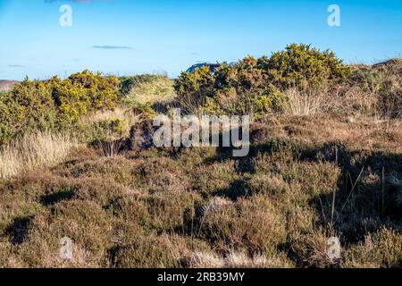 Peat Turf cutting in County Donegal - Ireland. Stock Photo