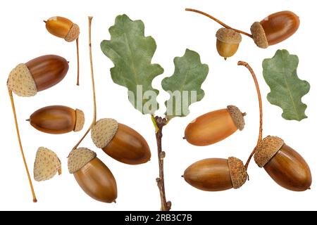Brown acorns and branch with green oak leaves on white isolated background. Design element. Autumn. Collection Stock Photo