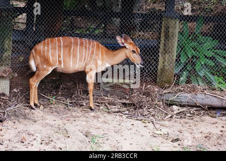 deer eating grass in the zoo Stock Photo