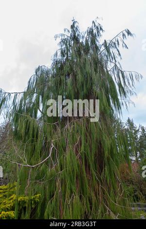 Lawson cypress (Chamaecyparis lawsoniana 'Imbricata Pendula'); RHS Rosemoor, Devon, UK Stock Photo