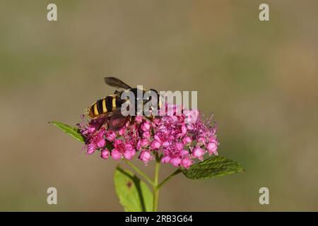 Sericomyia silentis, family hoverflies (Syrphidae) on flowers of Japanese spirea (Spirea Japonica 'Goldflame'). Rose family (Rosaceae). July, Stock Photo