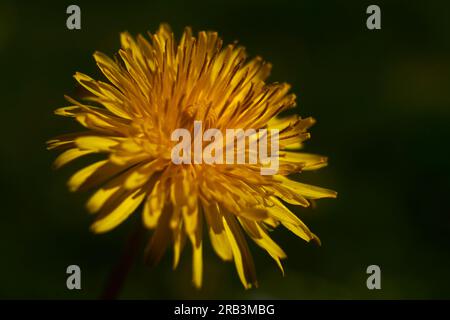 Stunning close up of a yellow Dandelion flower in full bloom Stock Photo