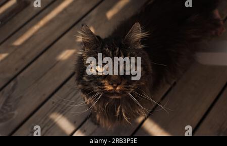 cat looking up into the camera with beautiful eyes Stock Photo