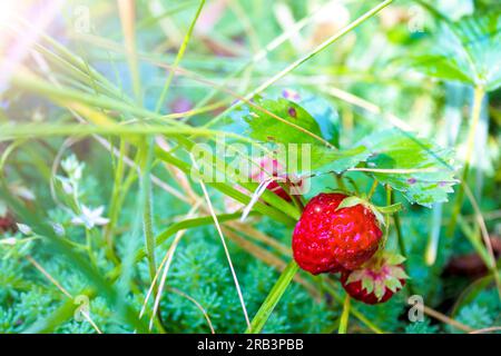 Fresh Delicious Ripe Red Strawberries Growing in a Strawberry Farm. Strawberry Picking Season. Summer Strawberries with Vitamins. Stock Photo