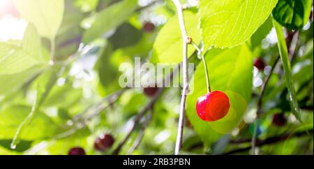 Ripe Cherrie Hanging From a Cherry Tree Branch. Water Droplets on Fruits, cherry Orchard After the Rain. Stock Photo