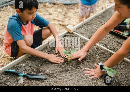 Mother and son planting cucumber seedling in raised garden bed Stock Photo
