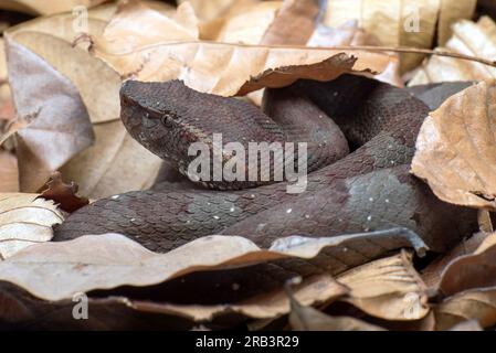 Flat nose pit viper hiding inside a leaves Stock Photo