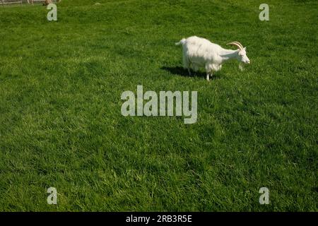 White goat grazing on green meadow Stock Photo