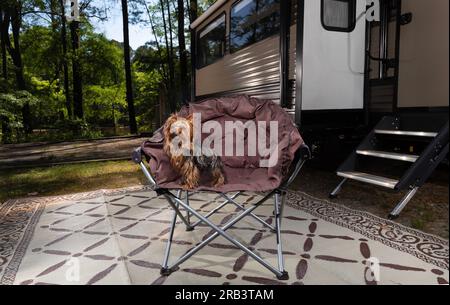 Small dog standing in a camping chair next to an RV Stock Photo