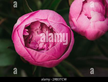 Close up of pink peony flowers starting to bloom in a garden. Stock Photo