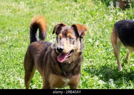 Brown dog with floppy ears close up portrait Stock Photo