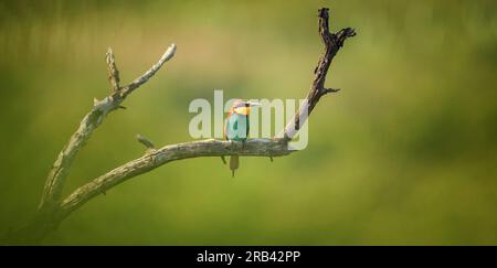 European bee-eater sitting on a tree branch, the best photo. Stock Photo