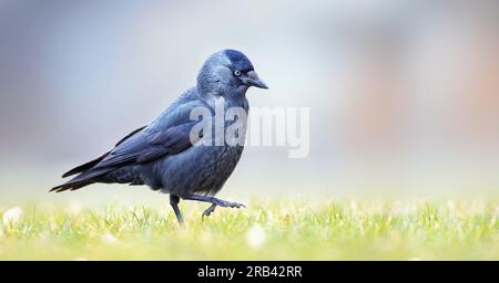 Jackdaw Corvus monedula walks through the grass looking for food, the best photo. Stock Photo