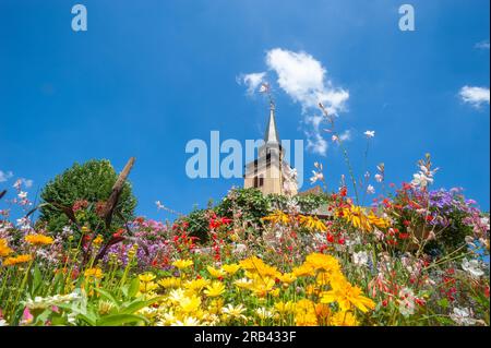 Tower of Catholic Church of Holy Trinity. In foreground planting of colorful wildflowers, Lauterbourg, Alsace, France, Europe Stock Photo