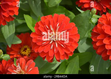 red zinnia blossoms with petas in the garden in sunny day Stock Photo